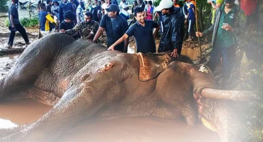 කාවන්තිස්ස ඇත් රජුනි, ඔබට සුබ ගමන්!
